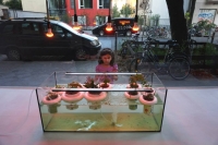 Domesticated edible weeds